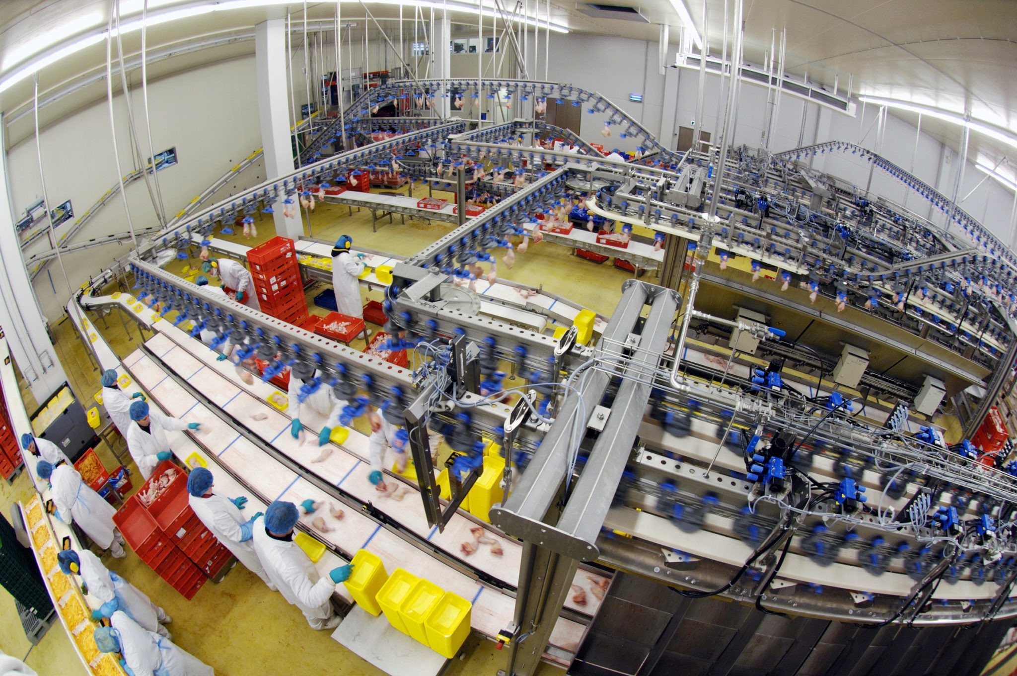 Poultry processing production line with workers and conveyor belts